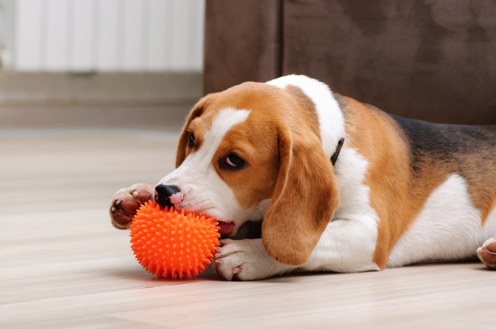 A cute five-month-old beagle puppy chewing on a dog toy with balls indoors